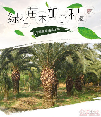 【榕翔苗木廠家供應加拿利海棗園林景觀綠化苗木棕櫚植物】龍海市東泗鄉(xiāng)左岸花木場 - 產(chǎn)品庫