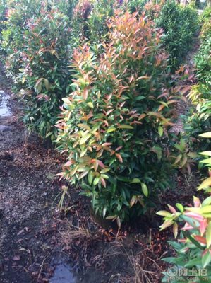 【江西綠化苗木袋苗紅車、農(nóng)戶種植】綠化苗木,價格,廠家,供應商,花木,龍海市東泗興輝園藝場 - 產(chǎn)品庫