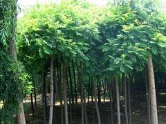 山東絲錦木推薦|絲錦木批發(fā)價格圖片|山東絲錦木推薦|絲錦木批發(fā)價格產(chǎn)品圖片由青州市 花卉苗木園藝場公司生產(chǎn)提供-